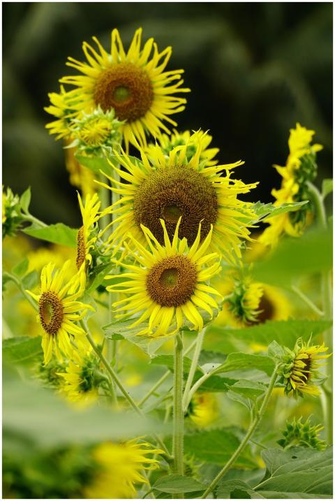 Bright sunflowers blooming in a lush, green field