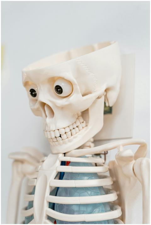 Close-up of a human skeletal anatomical model with