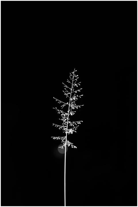 A striking minimalist silhouette of a plant agains