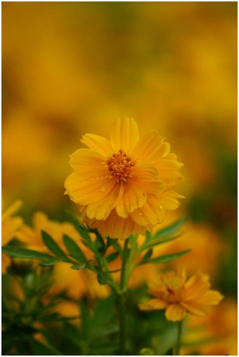 Close-up of a vibrant yellow cosmos flower in a ga