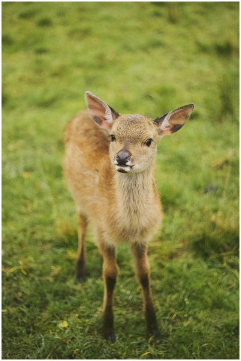Charming fawn standing in vibrant green grass, cap