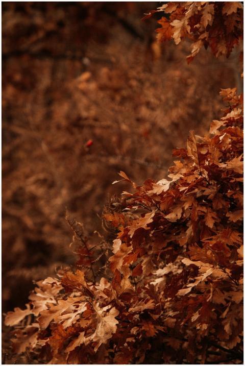 Close-up of brown autumn leaves on a branch, captu