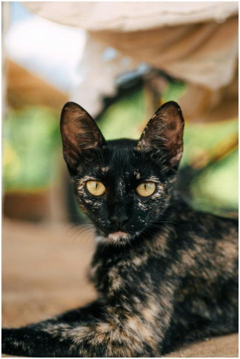 Detailed image of a tortoiseshell cat lying down w
