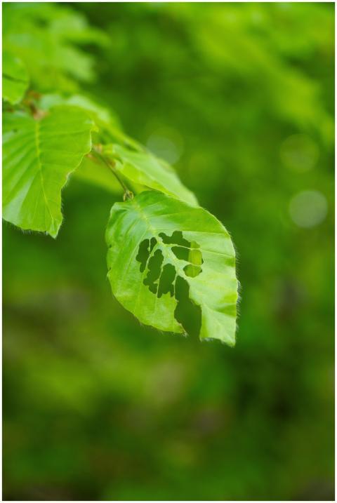 Detailed view of a vibrant green leaf with unique