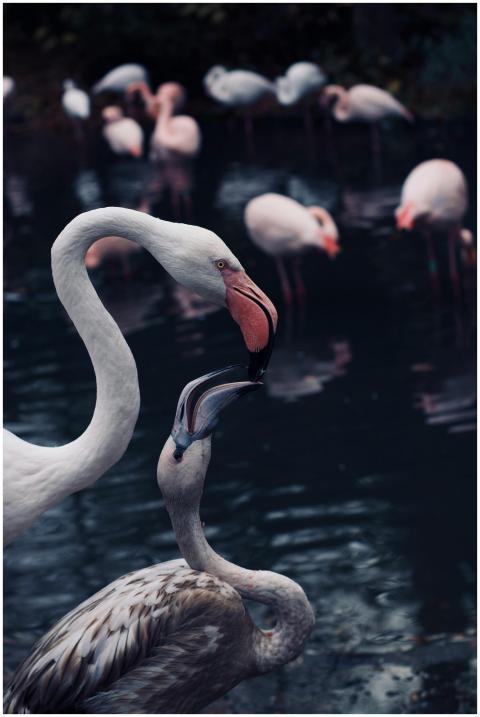 Close-up of two flamingos interacting gracefully a