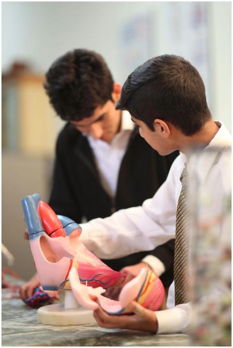 Students engage with a human heart model in a clas