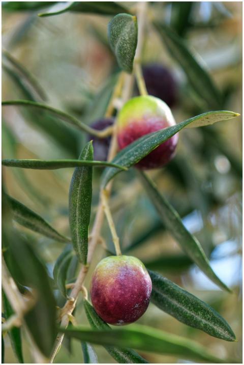 Detailed shot of ripe olives hanging on a branch w