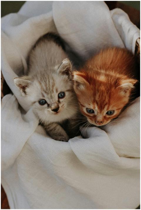 Two cute tabby kittens resting on white fabric, of