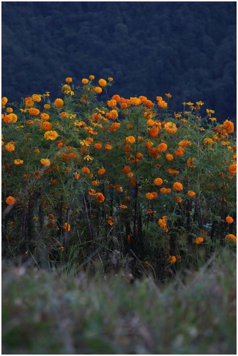 Bright Marigold Flowers Against Mountain Backgroun