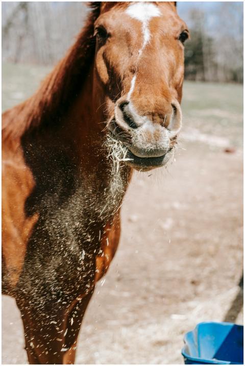 Close-up of a chestnut horse chewing hay with a bl