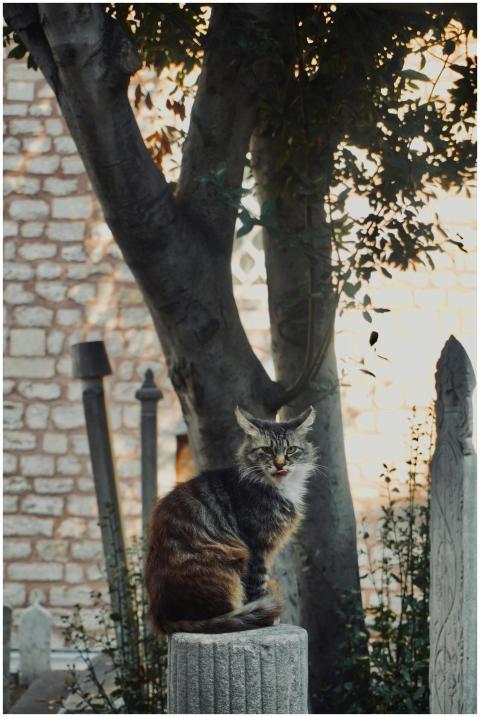 A serene tabby cat perched on a column in a histor