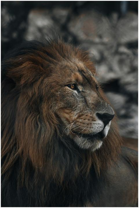 Close-up of a majestic lion in its natural habitat