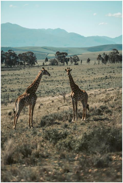 Two giraffes in the wild grassland of South Africa
