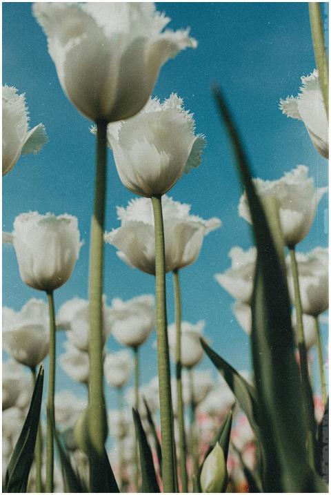 Stunning white fringed tulips reaching towards a b