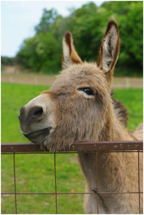 A cute donkey leaning over a fence in a lush green