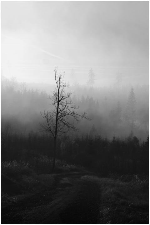 Black and white photo of a solitary tree in a mist