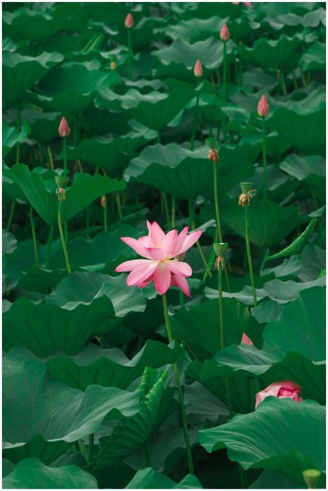 Bright pink lotus flowers blooming amidst lush gre