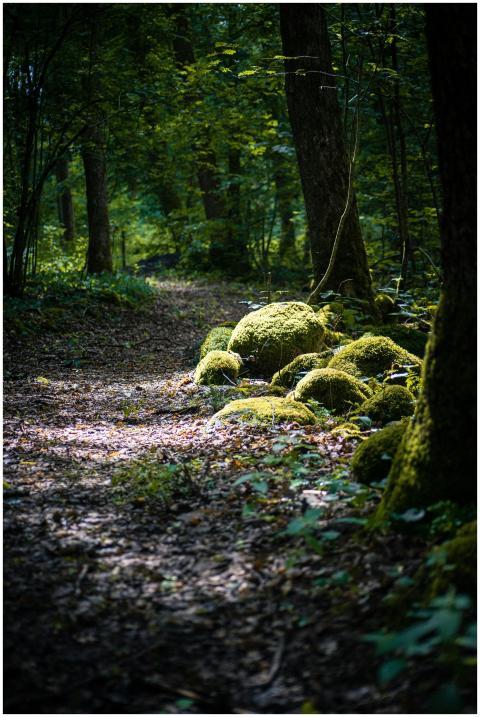 A tranquil forest pathway with light filtering thr