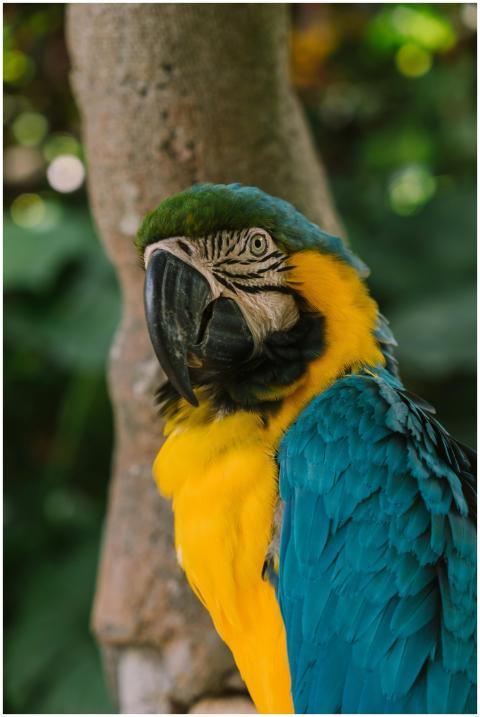 Close-up of a colorful blue and yellow macaw perch