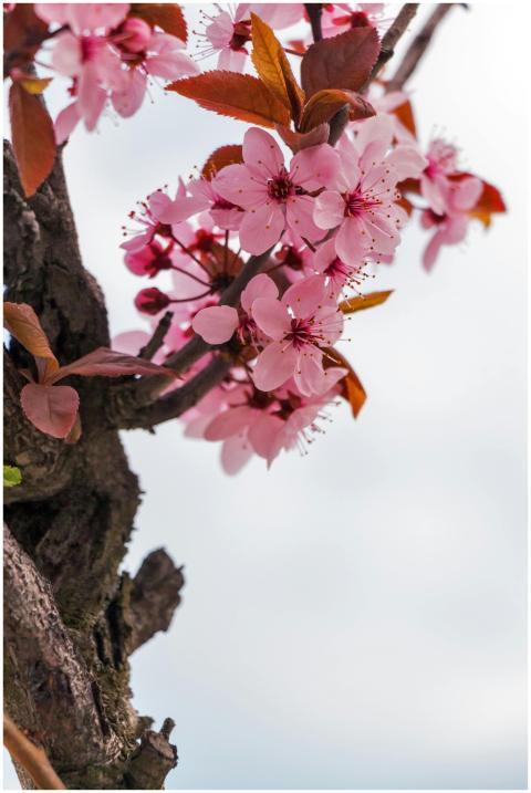 A stunning close-up of cherry blossom flowers on a