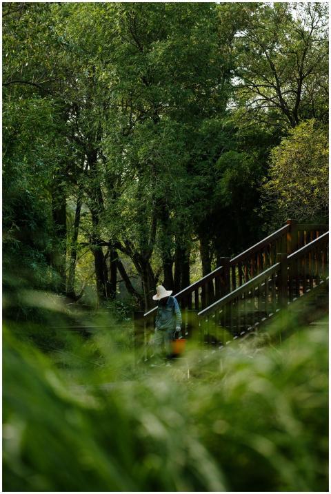 A person with a hat walking along a peaceful fores