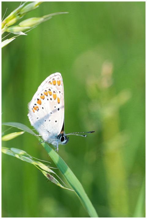 Macro shot of butterfly perched on grass stalk in