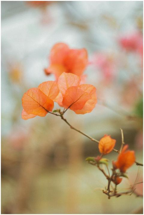 Soft focus close-up of orange bougainvillea leaves