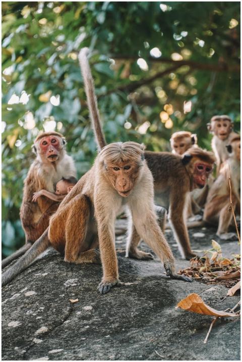 Group of wild monkeys on a rock surrounded by tree