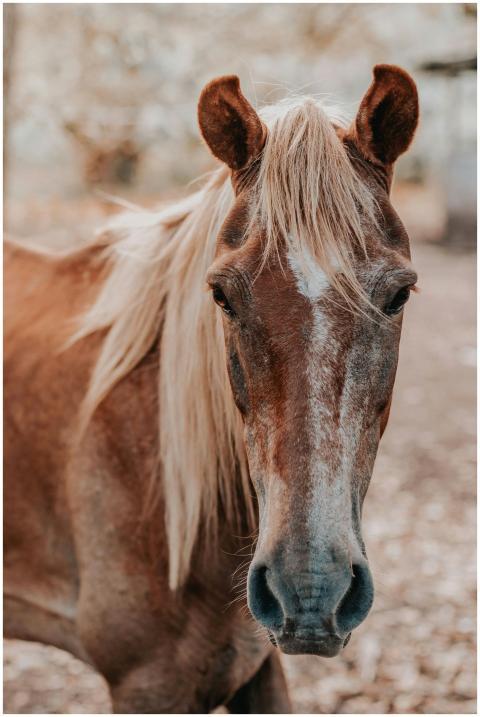 Captivating close-up portrait of a brown horse in