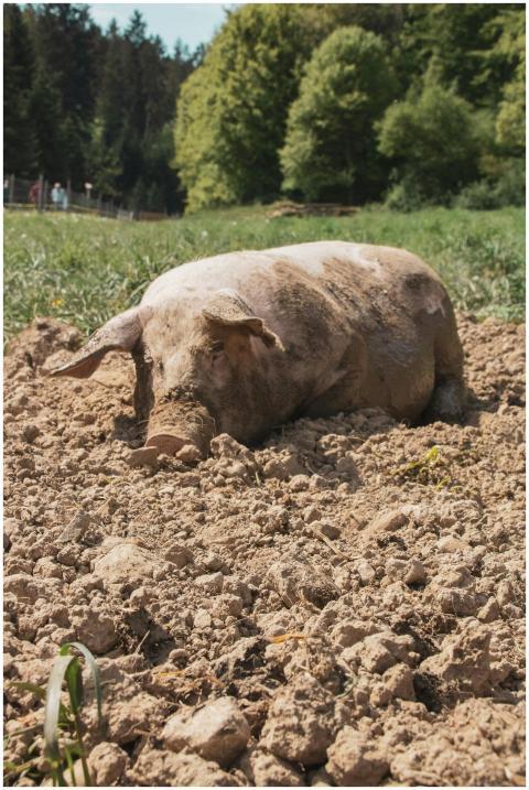 A pig lies peacefully on dry soil in a Zürich fiel