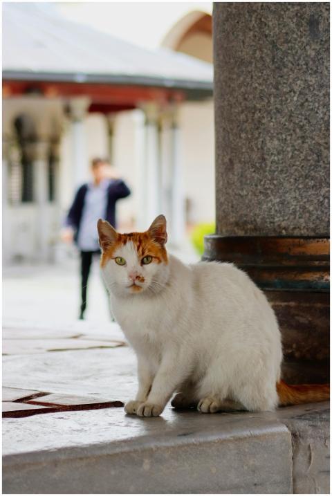 Orange and white cat near architectural column wit