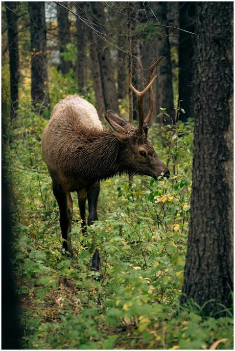 A wild elk grazes in a lush Canadian forest, surro