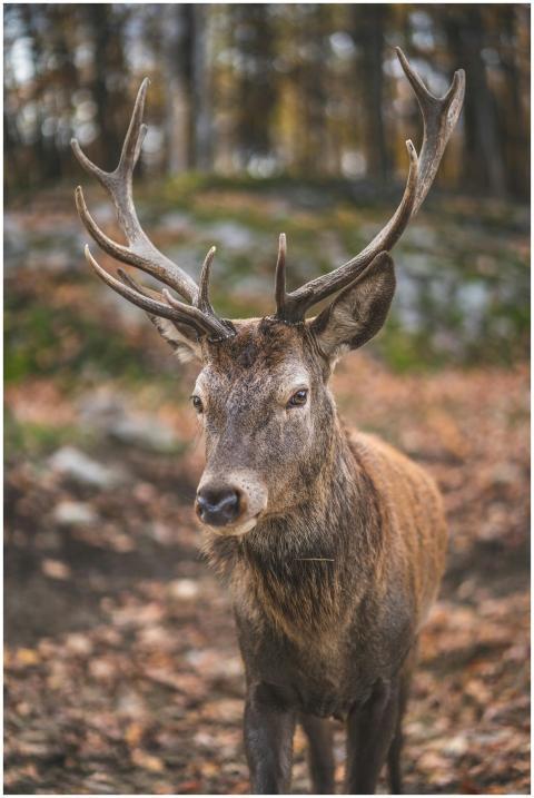 Close-up of a deer with antlers in a serene autumn