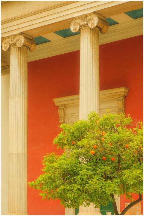 Orange tree with ripe fruits against vibrant red c