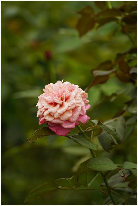 Beautiful close-up of a pink rose with lush green