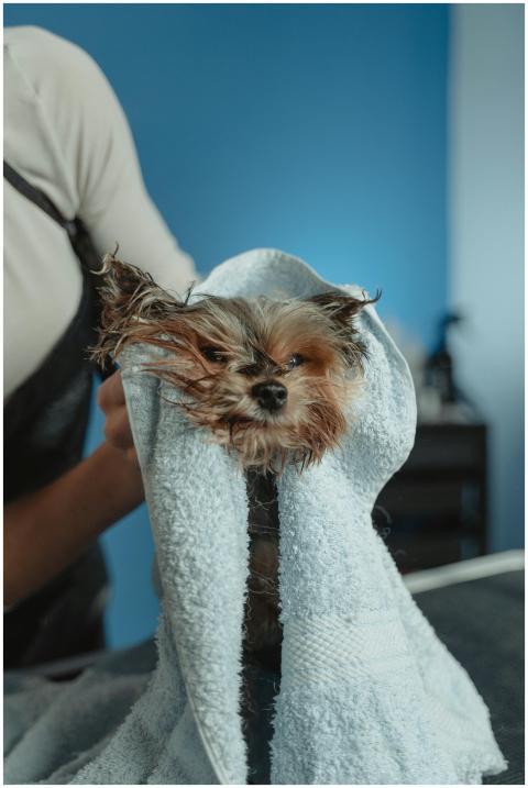 A cute wet puppy wrapped in a towel during drying