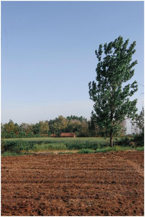 Expansive rural field under blue sky with greenery