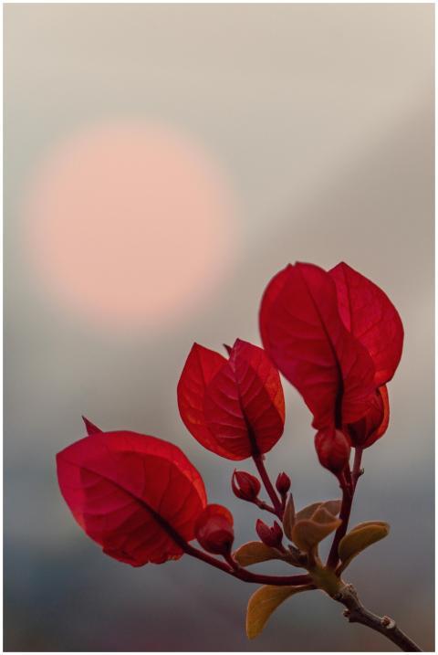 Close-up of red bougainvillea flowers with a blurr