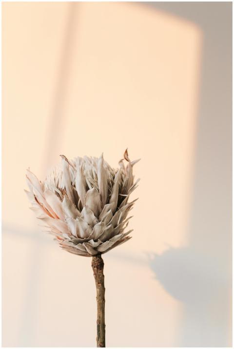 Artistic capture of a dry King Protea flower casti