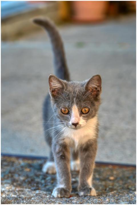 Cute gray and white kitten with curious eyes stand