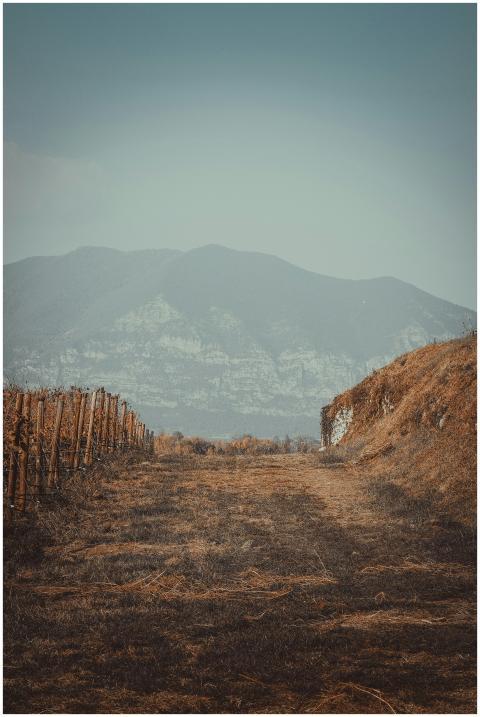 Beautiful vineyard landscape in Brescia, Lombardia