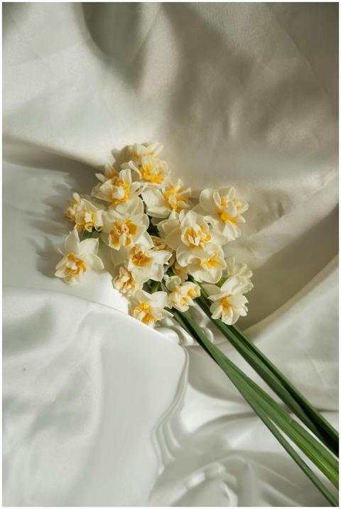 A bunch of white daffodils with yellow centers ele