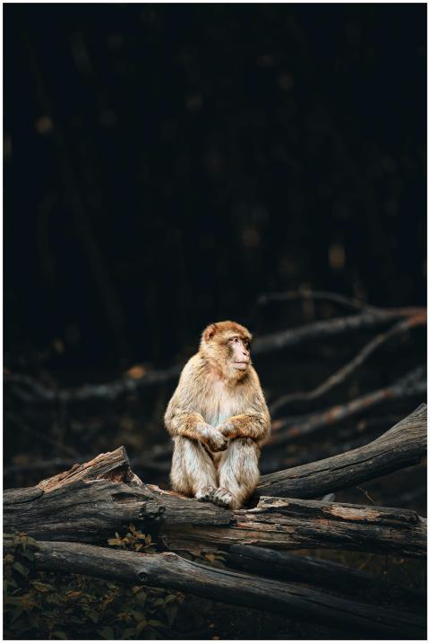 Barbary macaque perched on a log in a serene Germa