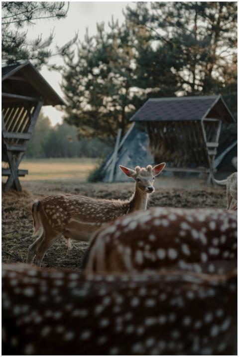 A serene herd of fallow deer in a natural woodland