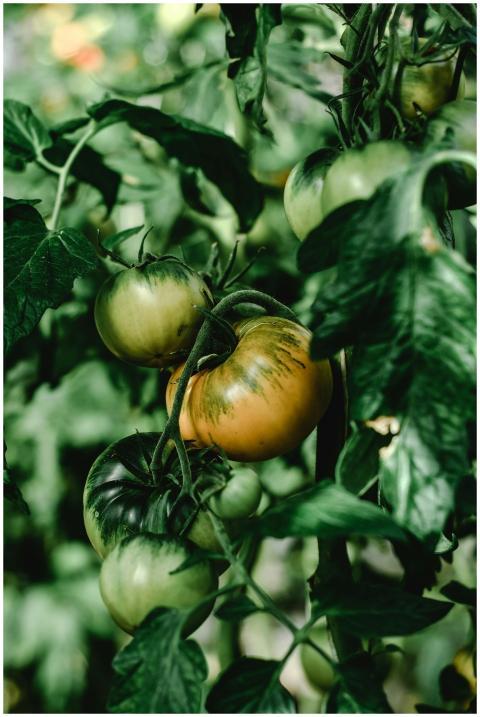 Detailed view of green and ripening tomatoes on th