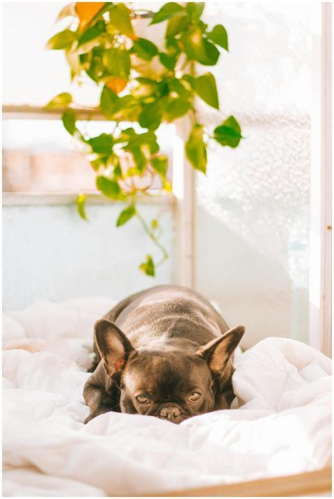 A French Bulldog peacefully resting indoors with n