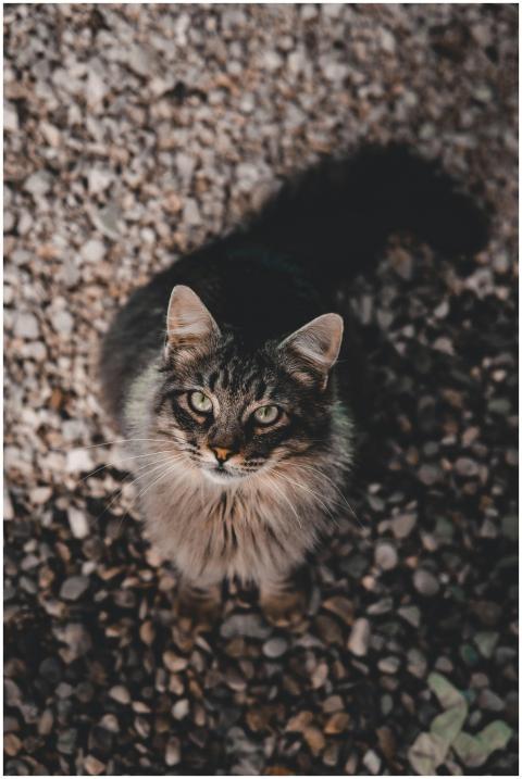A fluffy tabby cat with striking green eyes sits o