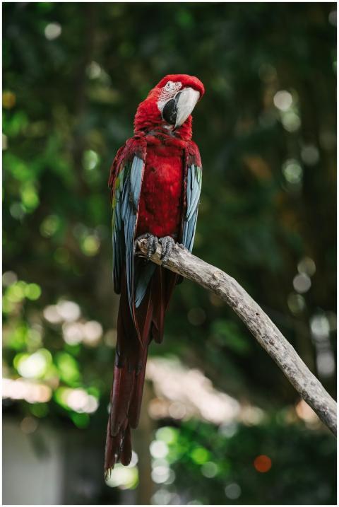 A striking Scarlet Macaw sits elegantly on a branc