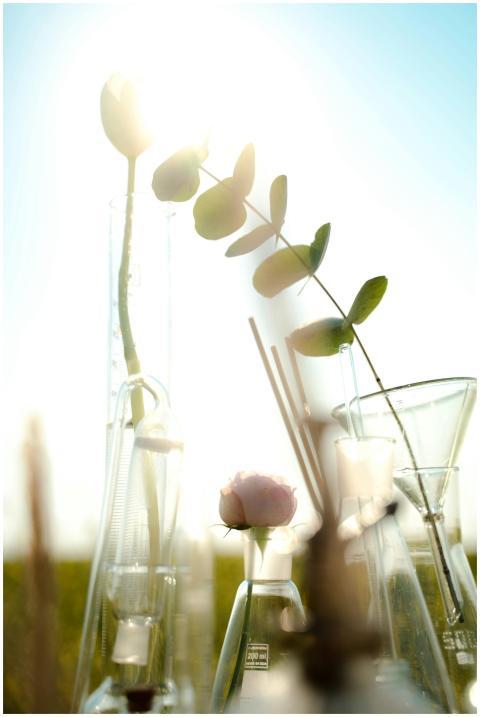 A vibrant fusion of nature and science with plants