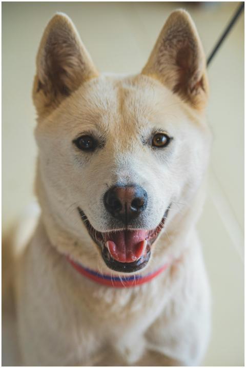 Close-up of a smiling Korean Jindo dog indoors, sh